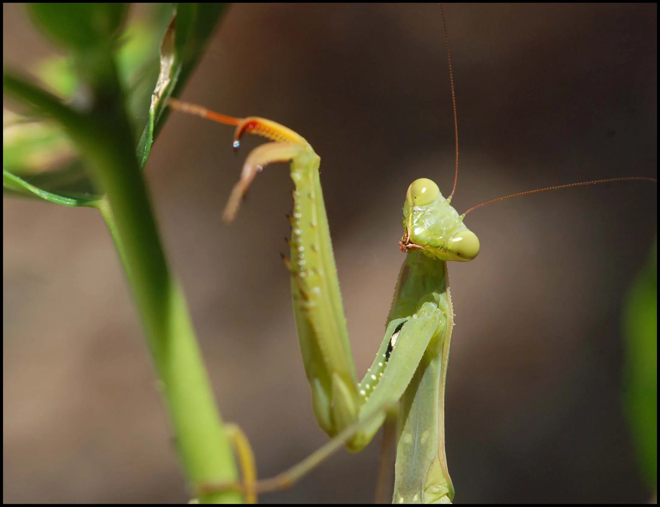 mantis 12